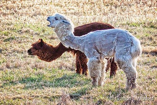 Two Sheared Alpacas_26580.jpg - Photographed near Smiths Falls, Ontario, Canada.
